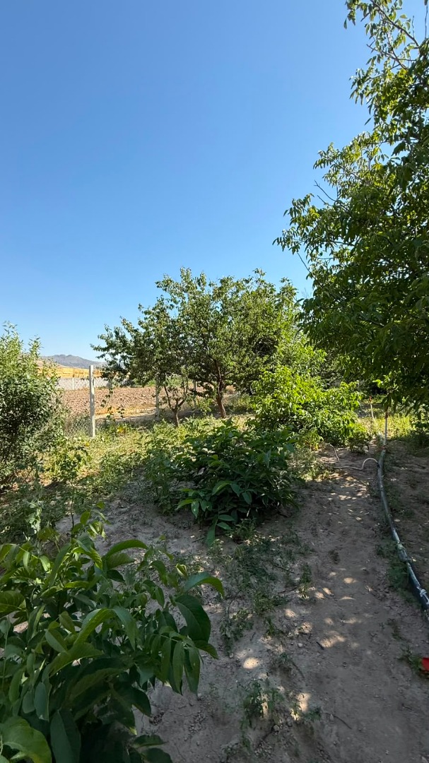 KAYSERİ DEVELİ GÜNEYAŞAĞI MAHALLESİ TEKKEFIDINI MEVKİİNDE SATILIK MEYVE BAHÇESİ